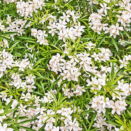 Choisya ternata Pot 10 liter 40 - 50 cm