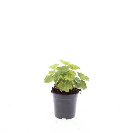 Alchemilla mollis Pot 1,5 liter