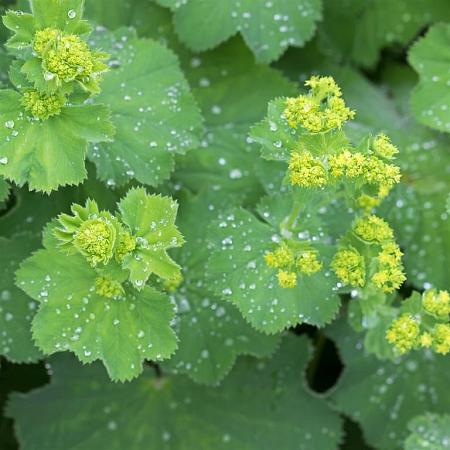 Alchemilla mollis Pot 1,5 liter