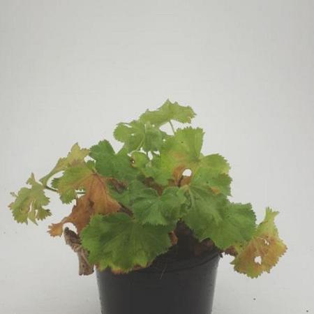 Alchemilla mollis Pot 1,5 liter