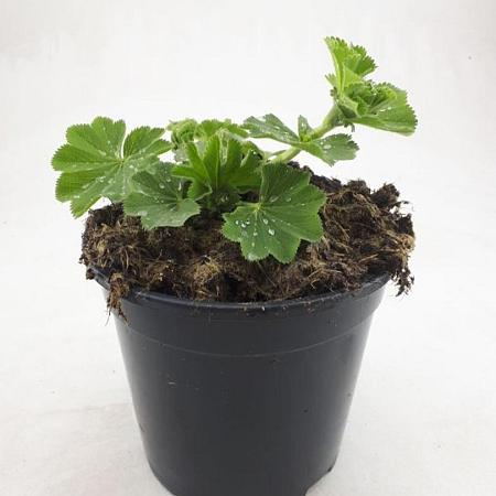 Alchemilla mollis Pot 1,5 liter