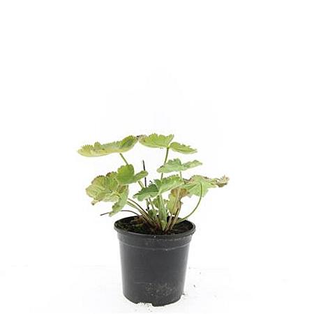 Alchemilla mollis Pot 1,5 liter