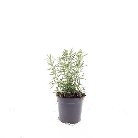 Rosmarinus officinalis Pot 1,5 liter