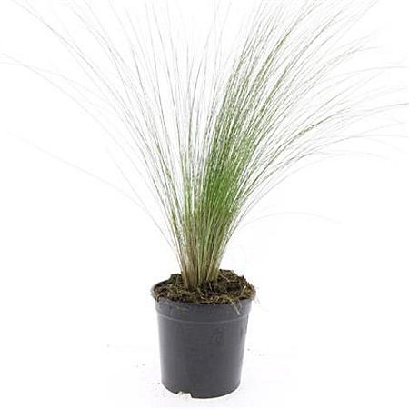 Stipa tenuissima 'Ponytails' Pot 1,5 liter