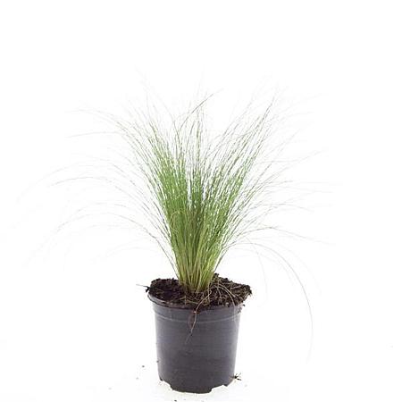 Stipa tenuissima 'Ponytails' Pot 1,5 liter