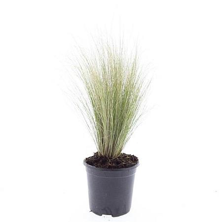 Stipa tenuissima 'Ponytails' Pot 1,5 liter