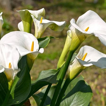 Zantedeschia aethiopica Pot 9 cm