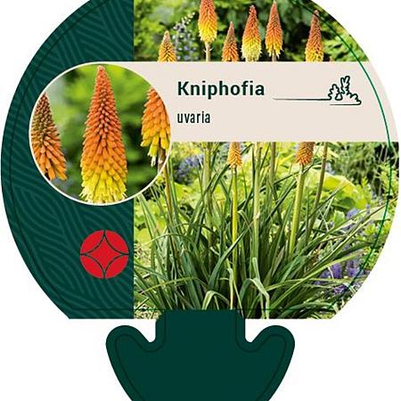 Kniphofia uvaria Pot 9 cm