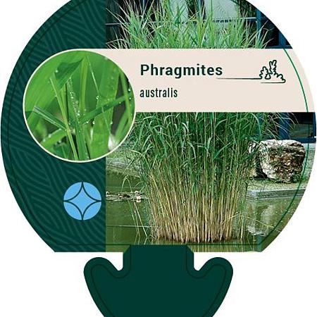 Phragmites australis Pot 9 cm