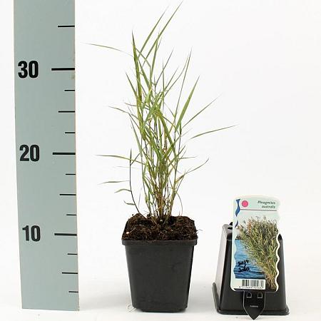 Phragmites australis Pot 9 cm