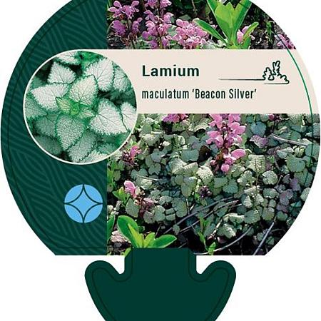 Lamium mac. 'Beacon Silver' Pot 9 cm