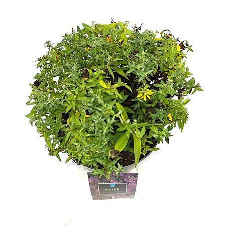 Aster 'Wood's Purple' Pot 2 Liter