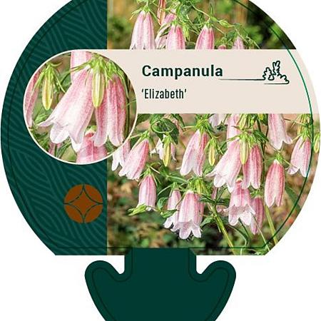 Campanula 'Elizabeth' Pot 9 cm