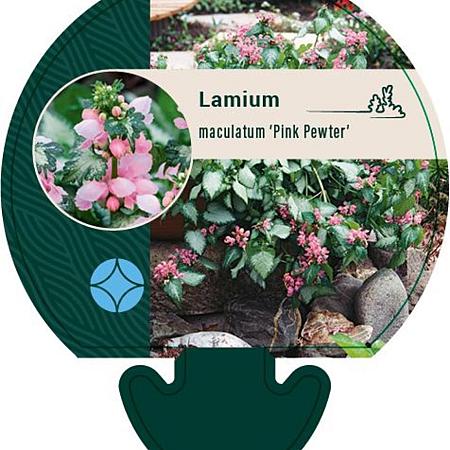 Lamium mac. 'Pink Pewter' Pot 9 cm