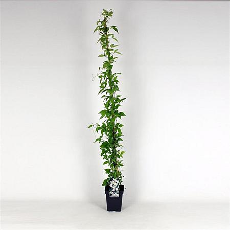 Clematis mont. 'Alba' Pot 5 Liter 150 - 175 cm
