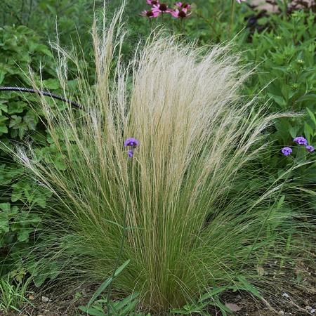 Stipa tenuiss. 'Pony Tails' Pot 2 Liter