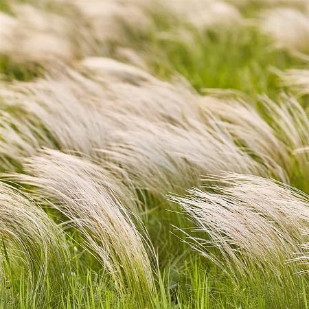 Stipa tenuiss. 'Pony Tails' Pot 2 Liter