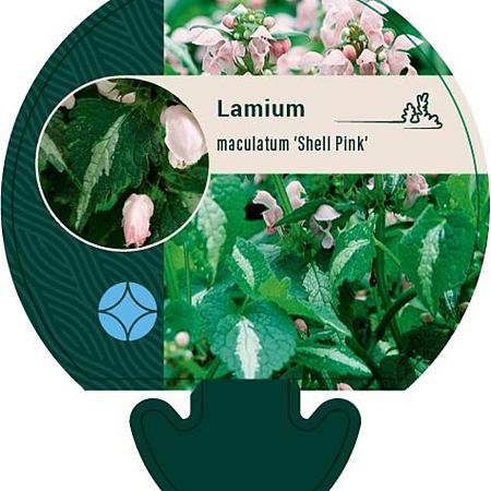 Lamium mac. 'Shell Pink' Pot 9 cm