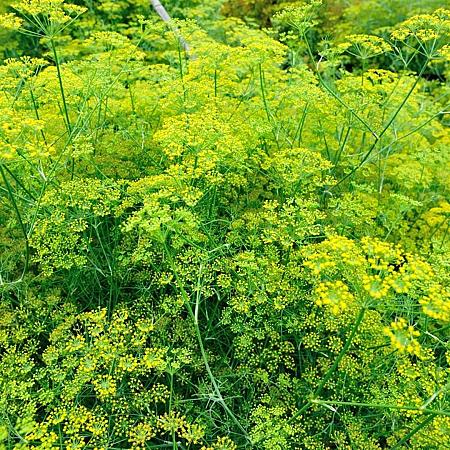 Foeniculum vulgare 'Giant Bronze' Pot 9 cm