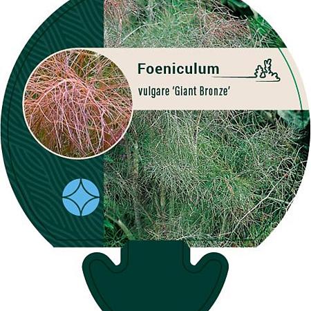 Foeniculum vulgare 'Giant Bronze' Pot 9 cm