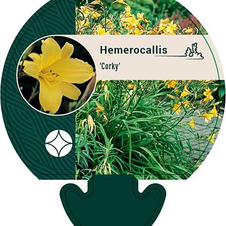 Hemerocallis 'Corky' Pot 9 cm