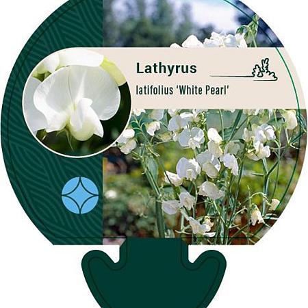 Lathyrus latifolius 'White Pearl' Pot 9 cm