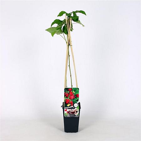 Rubus idaeus 'Glen Ample' Pot 2 Liter