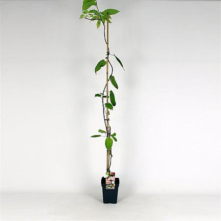 Actinidia kolomikta Pot 5 Liter 150 - 175 cm