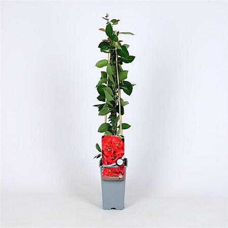 Chaenomeles spec. Red Kimono Pot 2 Liter