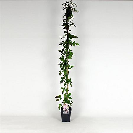 Clematis 'Mayleen' Pot 5 Liter 150 - 175 cm