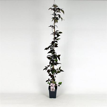 Clematis mont. rubens Pot 5 Liter 150 - 175 cm