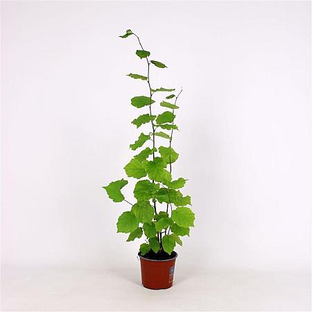 Corylus avellana Pot 5 Liter 80 - 100 cm