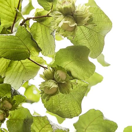 Corylus avellana Pot 3 Liter 60 - 80 cm