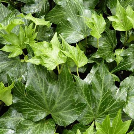 Hedera hel. 'Green Ripple' Pot 2 Liter60 - 80 cm