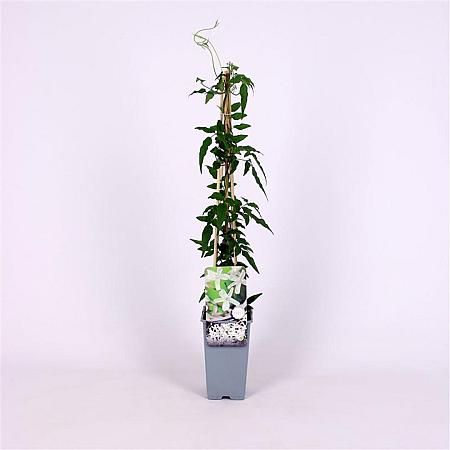Jasminum polyanthum Pot 2 Liter