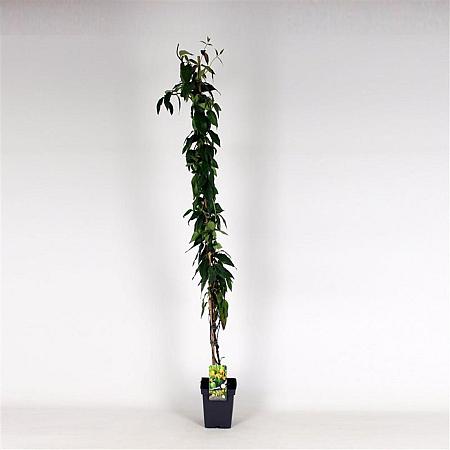 Lonicera henryi 'Copper Beauty' Pot 5 Liter 150 - 175 cm