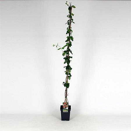 Lonicera per. 'Belgica Select' Pot 5 Liter 150 - 175 cm