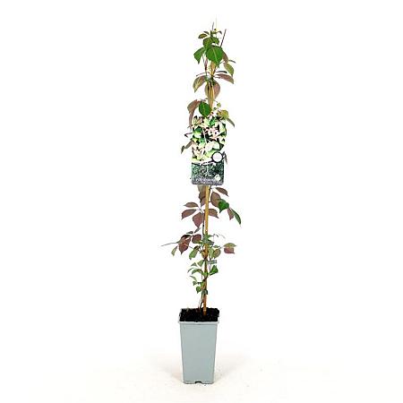 Parthenocissus henryana Pot 2 Liter80 - 100 cm