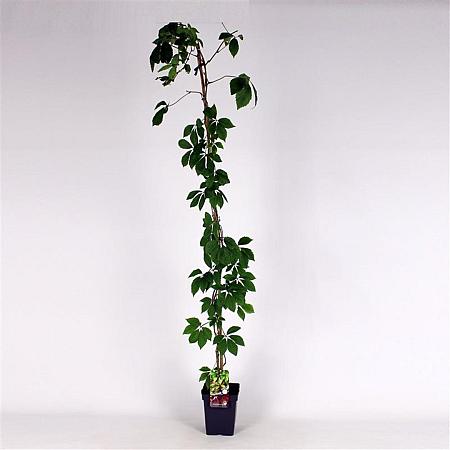 Parthenocissus quinquefolia Pot 5 Liter 150 - 175 cm