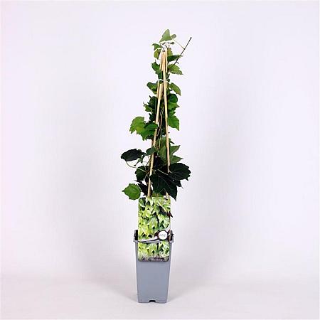 Parthenocissus tr. 'Green Spring' Pot 2 Liter