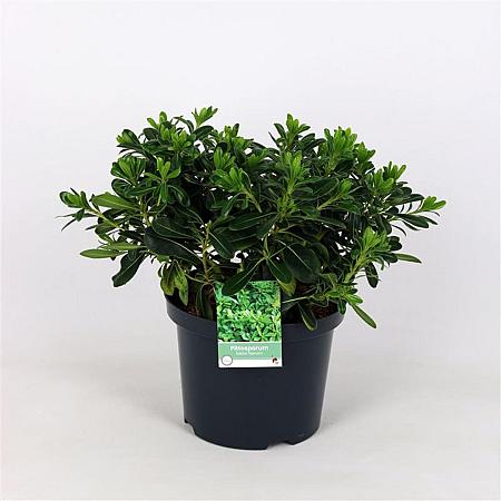 Pittosporum tob. 'Nanum' Pot 5 Liter 