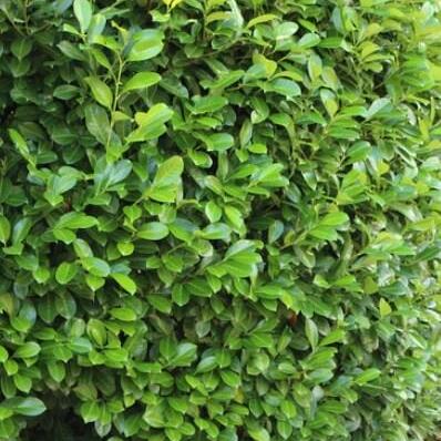 Prunus l. 'Novita' stam 190 cm Leivorm