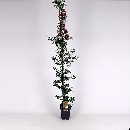 Pyracantha 'Orange Glow' Pot 5 Liter 150 - 175 cm