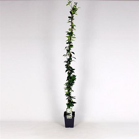 Trachelospermum jasminoides Pot 5 Liter 150 - 175 cm