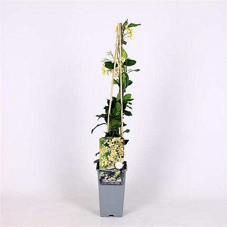 Trachelospermum j. Star of Toscane Pot 2 Liter