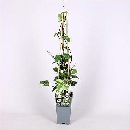 Trachelospermum j. 'Variegatum' Pot 2 Liter