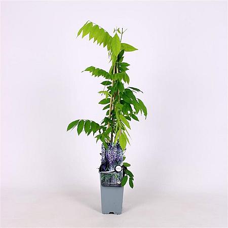 Wisteria flor. 'Issai-naga' Pot 2 Liter