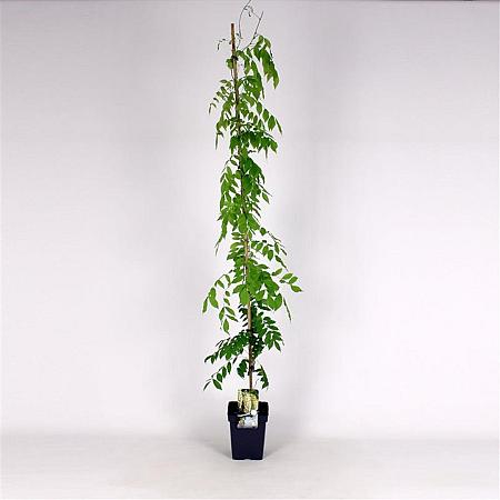 Wisteria sinensis 'Alba' Pot 5 Liter 150 - 175 cm