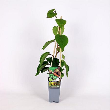 Actinidia deliciosa 'Solo' Pot 2 Liter