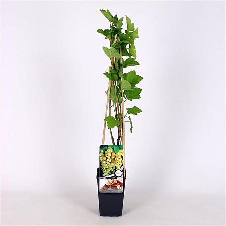 Ribes rub. 'Witte Parel' Pot 2 Liter